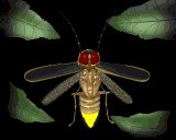 firefly_flying1_lb.gif