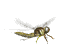 dragonfly_sw.gif