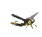 dragonfly_sc.gif