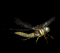 dragonfly_sb.gif