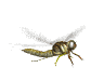 dragonfly_mw.gif