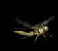 dragonfly_mb.gif