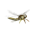 dragonfly_lw.gif