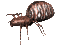spider_rev_sc.gif
