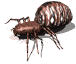spider_rev_mw.gif