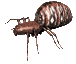 spider_rev_mc.gif