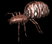 spider_rev_mb.gif