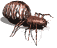 spider1_sw.gif
