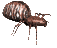 spider1_sc.gif