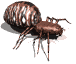 spider1_mw.gif