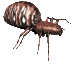 spider1_mc.gif