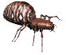 spider1_lc.gif