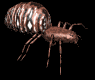 spider1_lb.gif