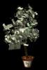 money_tree_sb.gif