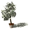 money_tree_mw.gif