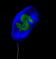 inflation_baloon_sb.gif