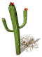 flowering_cactus_sw.gif