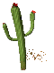flowering_cactus_sc.gif