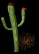 flowering_cactus_mb.gif