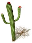 flowering_cactus_lw.gif