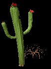 flowering_cactus_lc.gif