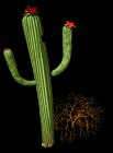 flowering_cactus_lb.gif