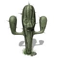 cactus_blinking_mw.gif