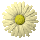 daisy_button_yellow_tc.gif