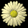 daisy_button_yellow_tb.gif