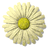 daisy_button_yellow_sw.gif