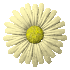 daisy_button_yellow_sc.gif