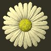 daisy_button_yellow_mc.gif