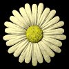 daisy_button_yellow_mb.gif