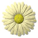 daisy_button_yellow_lw.gif