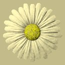 daisy_button_yellow_lc.gif