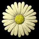 daisy_button_yellow_lb.gif