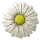 daisy_button_white_tw.gif