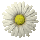 daisy_button_white_tc.gif