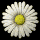 daisy_button_white_tb.gif