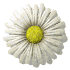 daisy_button_white_sw.gif