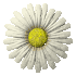 daisy_button_white_sc.gif