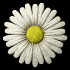 daisy_button_white_sb.gif