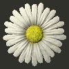 daisy_button_white_mc.gif