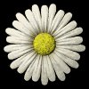 daisy_button_white_mb.gif