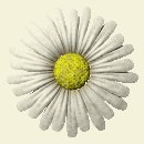 daisy_button_white_lc.gif