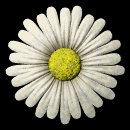 daisy_button_white_lb.gif