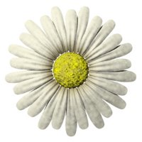 daisy_button_white_hr.jpg