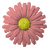 daisy_button_red_sc.gif