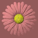 daisy_button_red_lc.gif