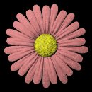 daisy_button_red_lb.gif